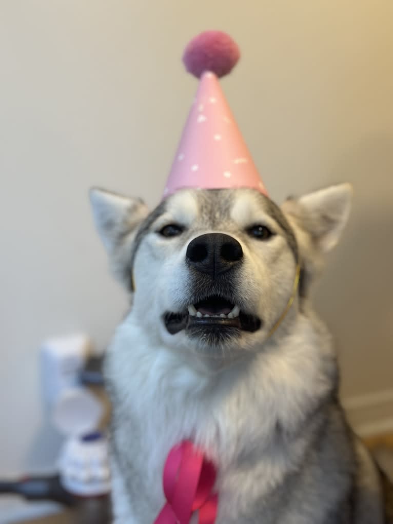 Luna Lovegood, an Alaskan Malamute and Siberian Husky mix tested with EmbarkVet.com