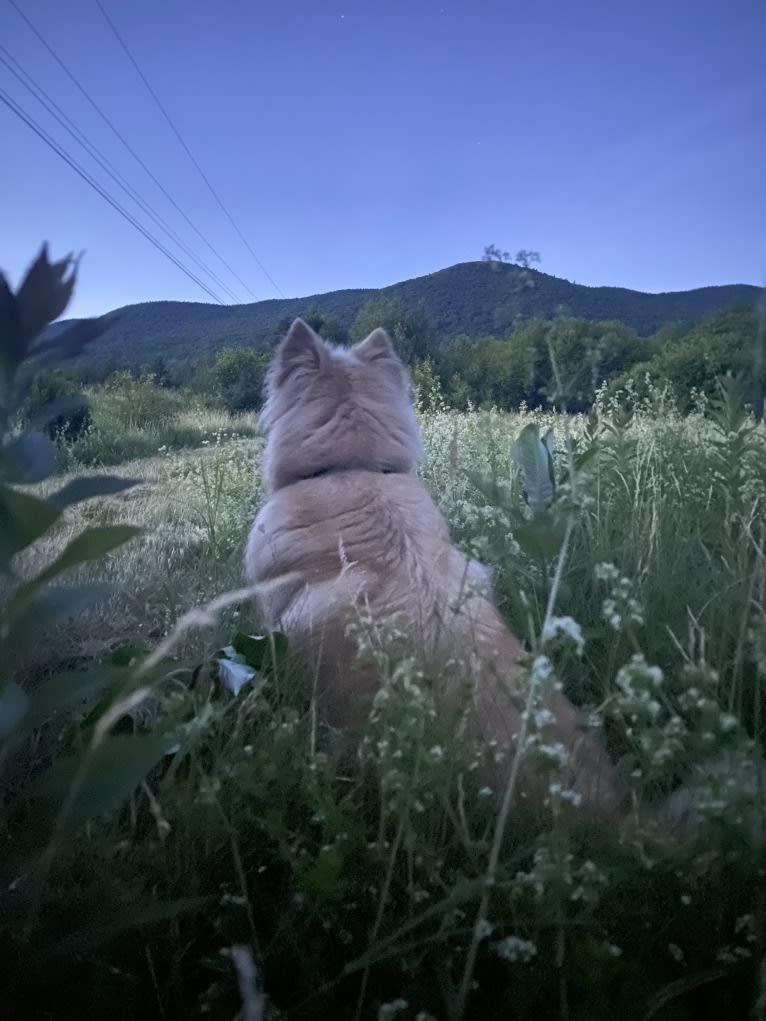 Teddy Bear, an Alaskan Malamute and Australian Shepherd mix tested with EmbarkVet.com