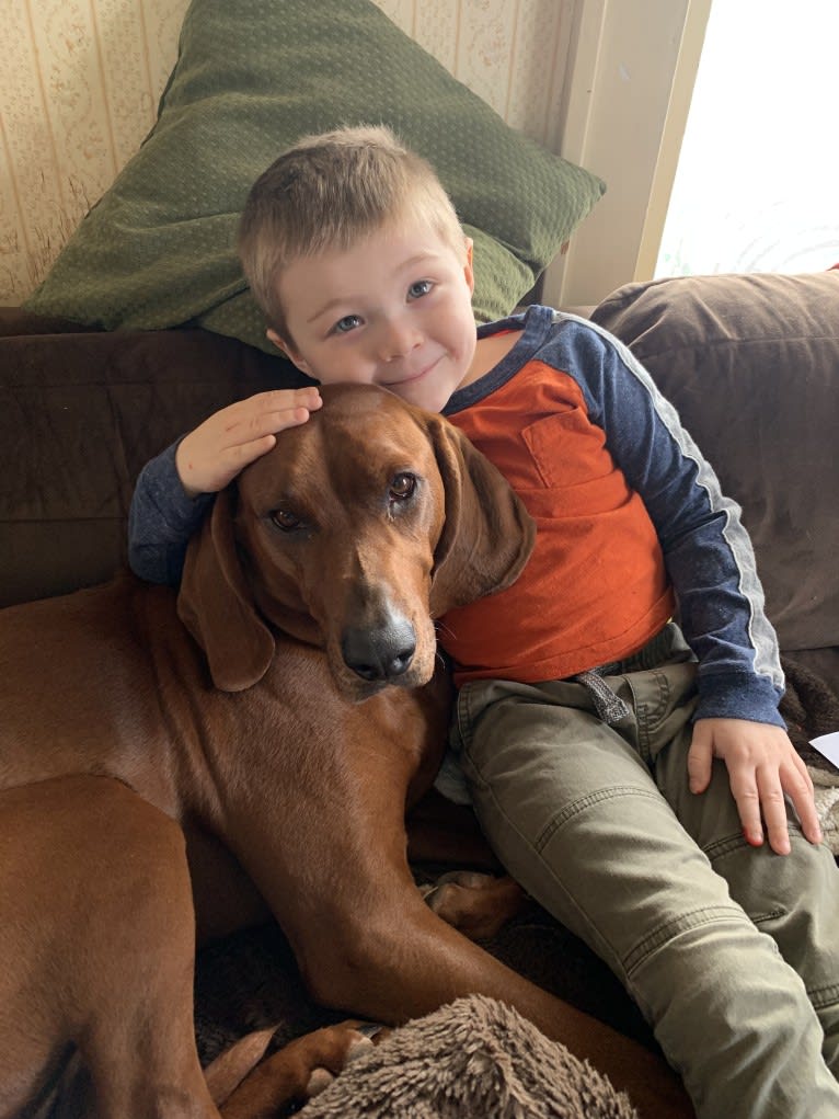 Red, a Redbone Coonhound tested with EmbarkVet.com