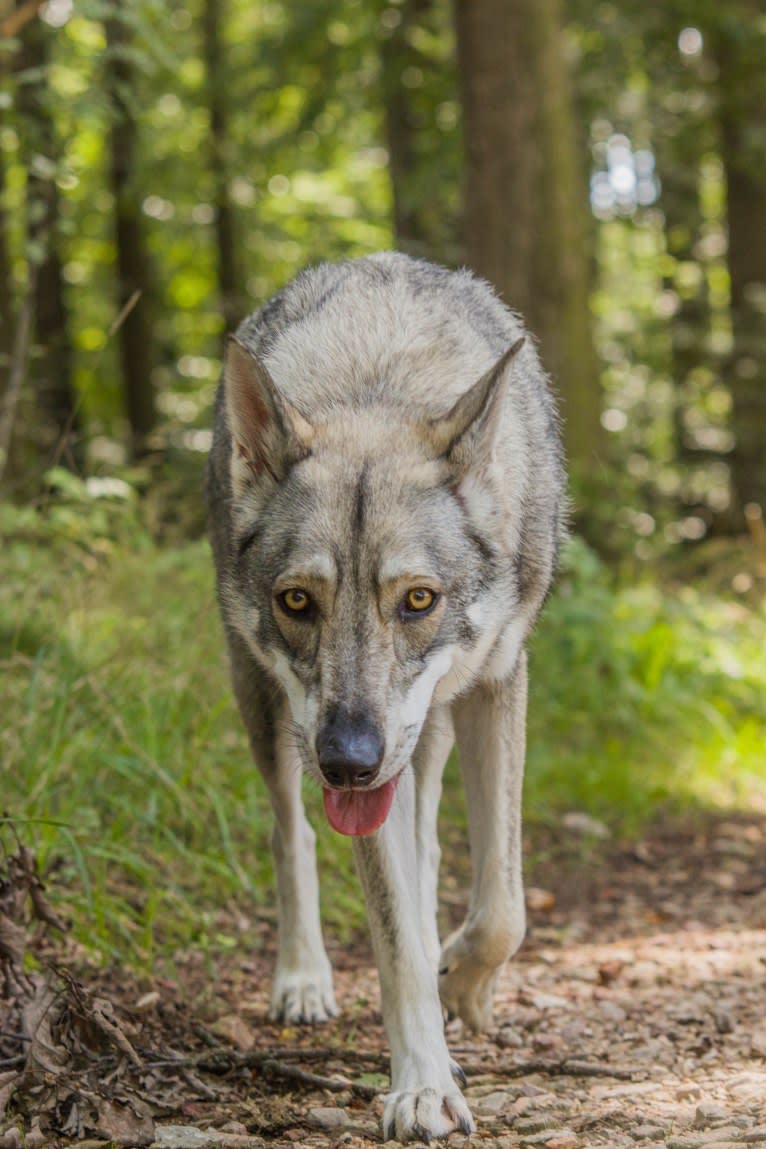 Diamond, a Saarloos Wolfdog tested with EmbarkVet.com