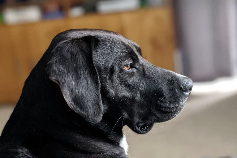 Bailey Bodie, an American Pit Bull Terrier and Catahoula Leopard Dog mix tested with EmbarkVet.com