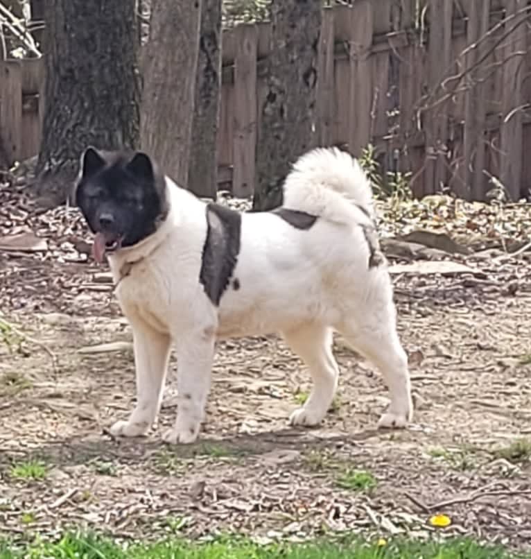 Sansa, an Akita tested with EmbarkVet.com