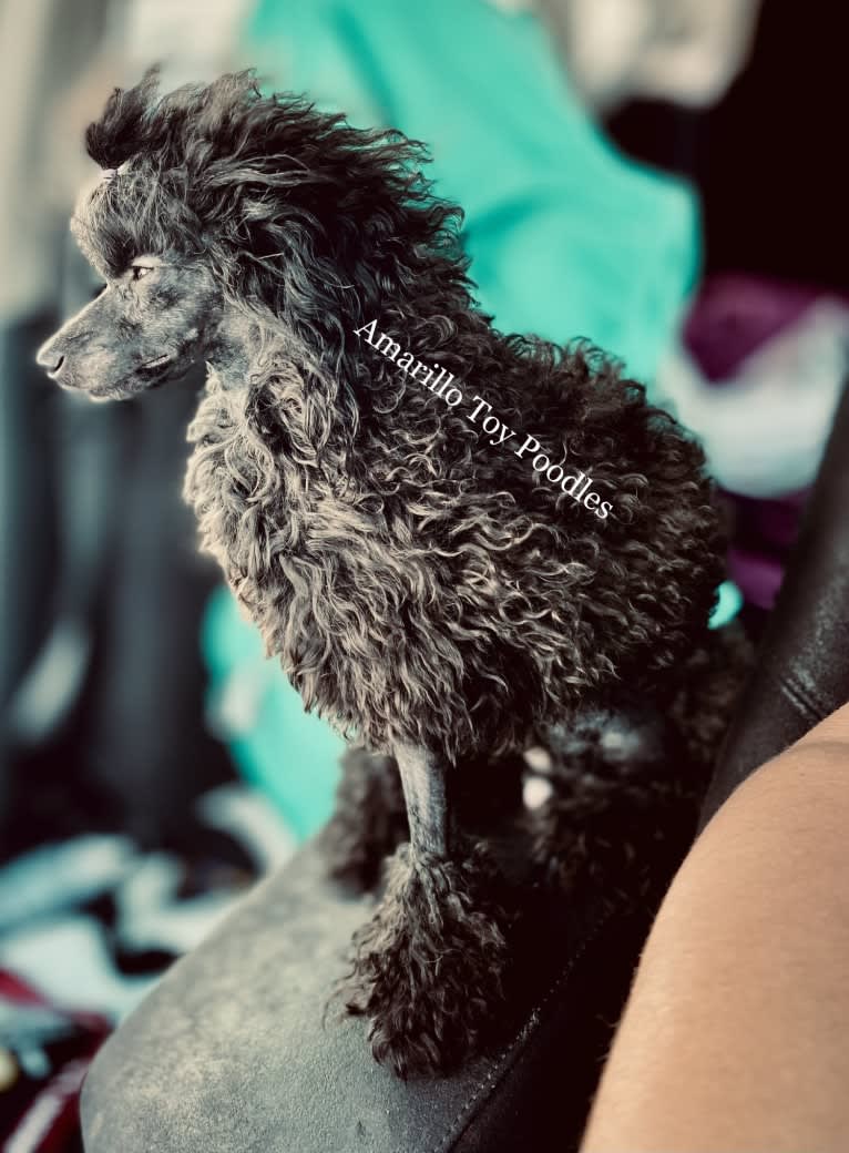 Pierre, a Poodle (Small) tested with EmbarkVet.com