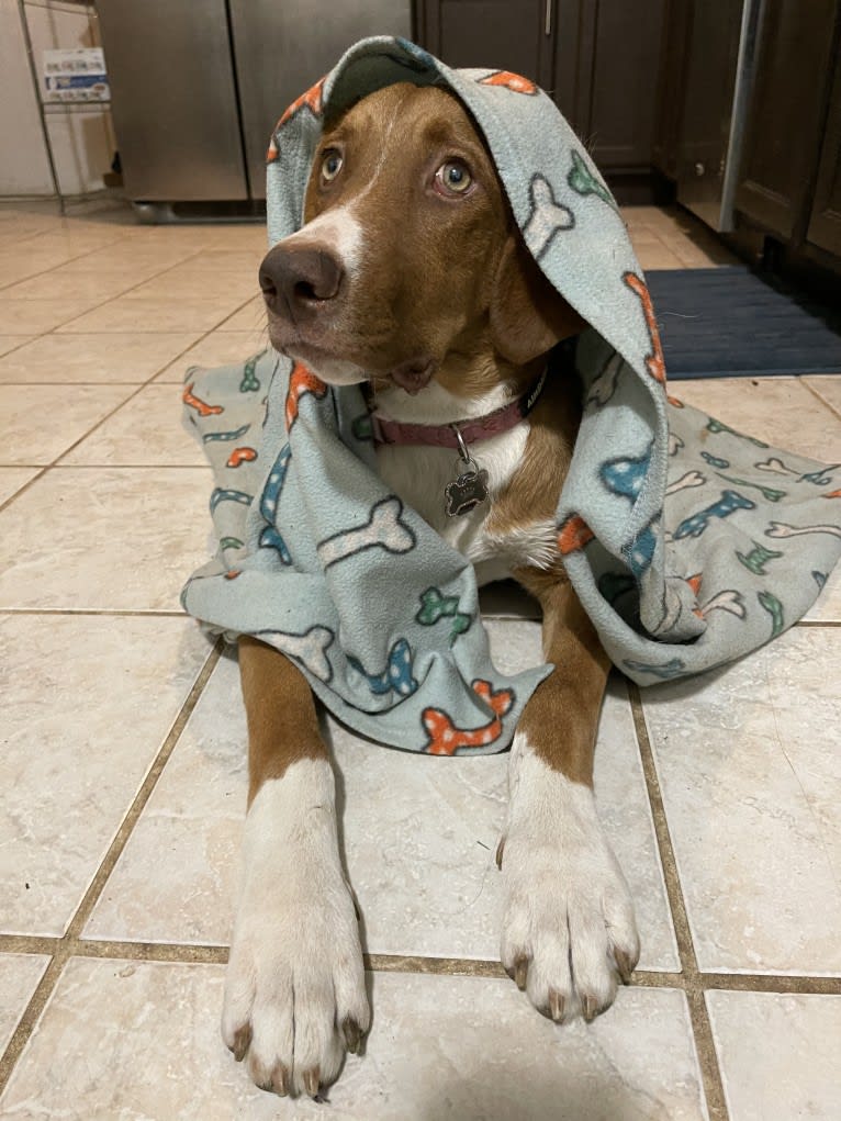 Viola, an American Pit Bull Terrier and Catahoula Leopard Dog mix tested with EmbarkVet.com