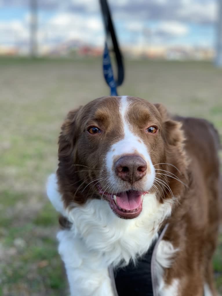 Christopher, an Australian Shepherd and Border Collie mix tested with EmbarkVet.com