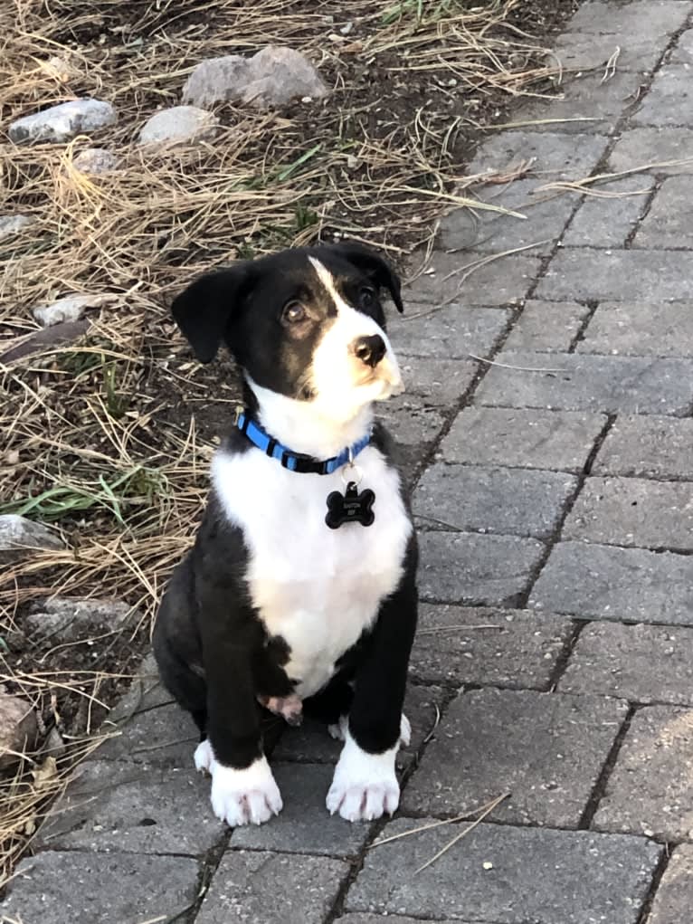 Easton, a Great Pyrenees and American Pit Bull Terrier mix tested with EmbarkVet.com