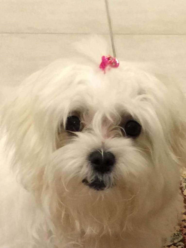 Lacey, a Maltese tested with EmbarkVet.com