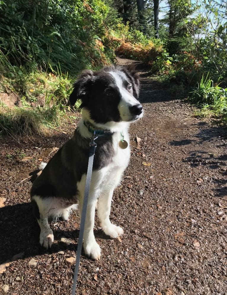 Quinn, a Border Collie and Australian Cattle Dog mix tested with EmbarkVet.com