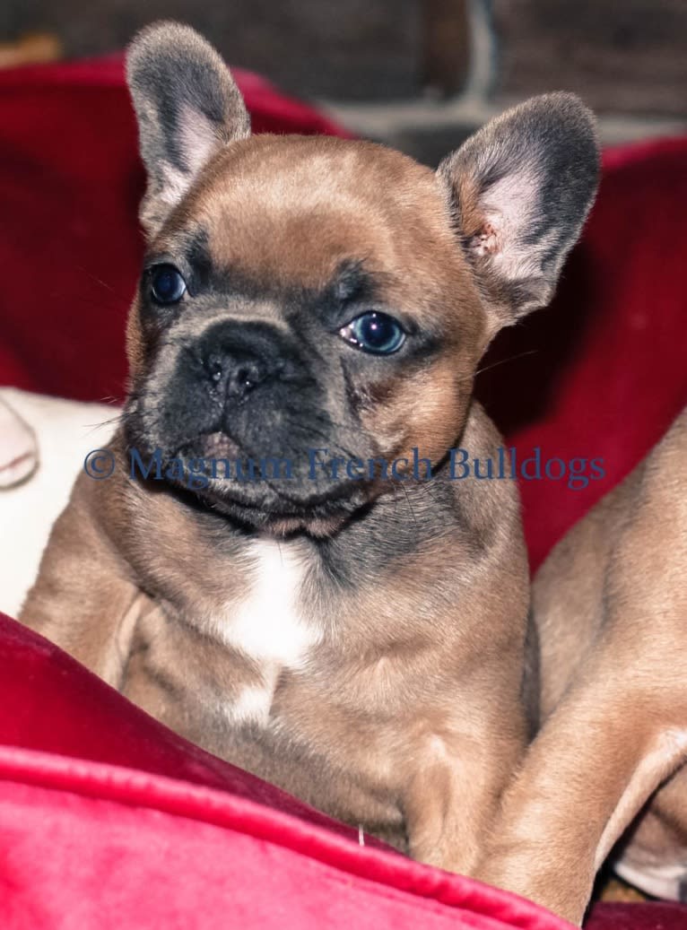 Male #2, a French Bulldog tested with EmbarkVet.com