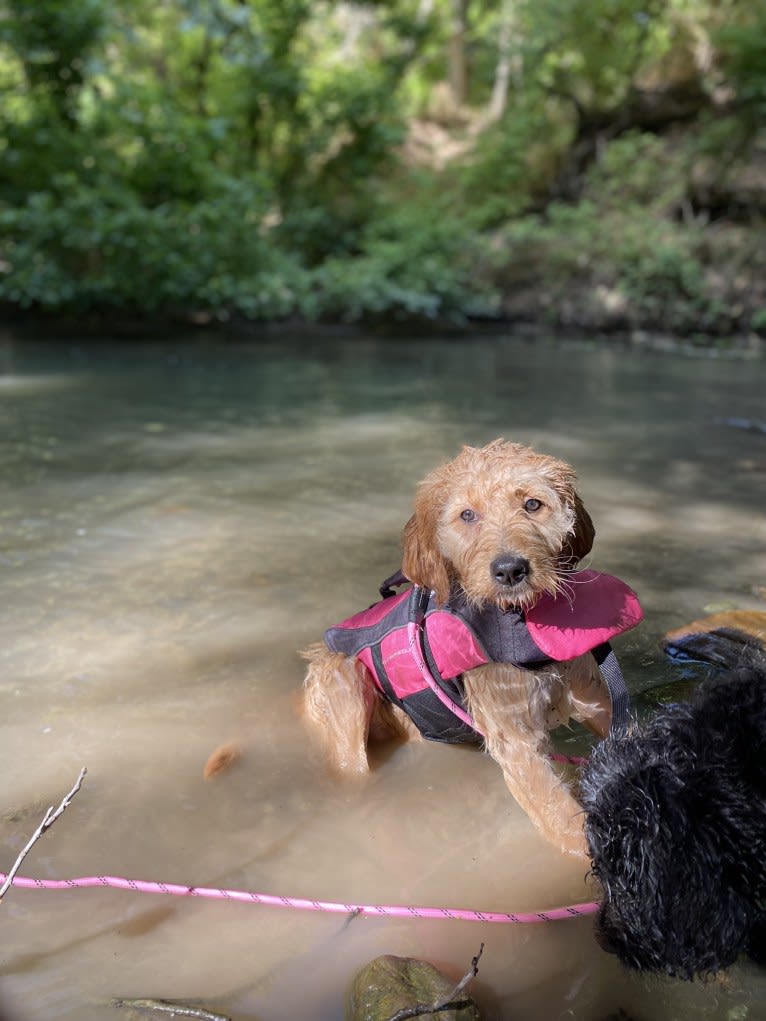 Blossom, a Poodle (Standard) and Golden Retriever mix tested with EmbarkVet.com