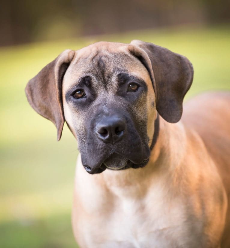 ABIAH, a Boerboel tested with EmbarkVet.com