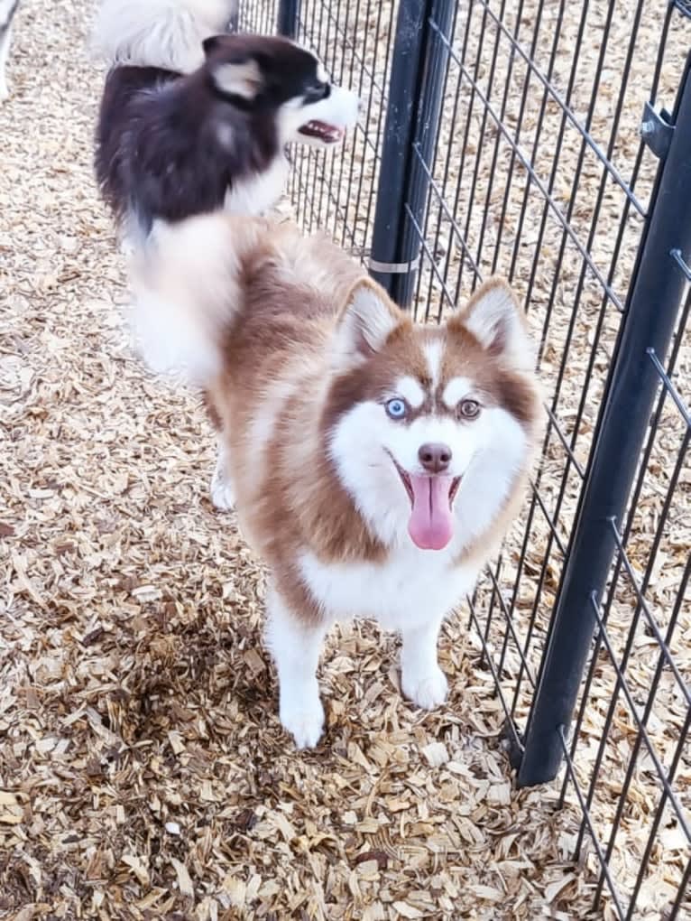 Little Annie, a Pomsky tested with EmbarkVet.com