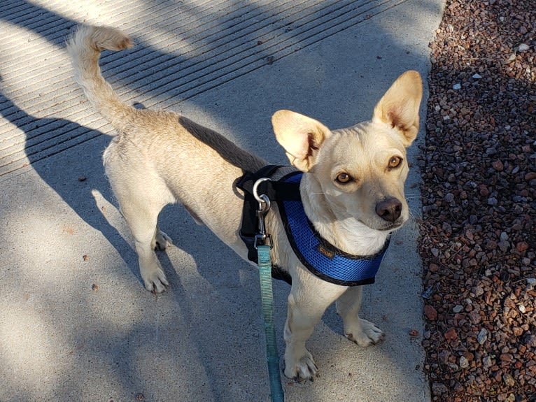 Swivel, a Chihuahua and Poodle (Small) mix tested with EmbarkVet.com