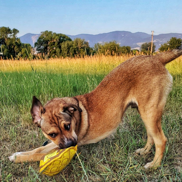 Nemo, a Miniature/MAS-type Australian Shepherd and American Pit Bull Terrier mix tested with EmbarkVet.com