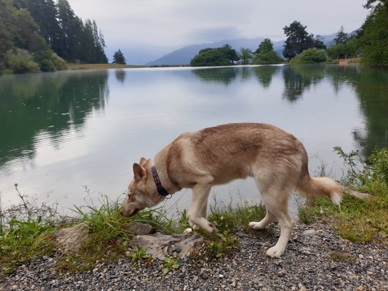 Indy (Roku), a Saarloos Wolfdog and Norwegian Elkhound mix tested with EmbarkVet.com