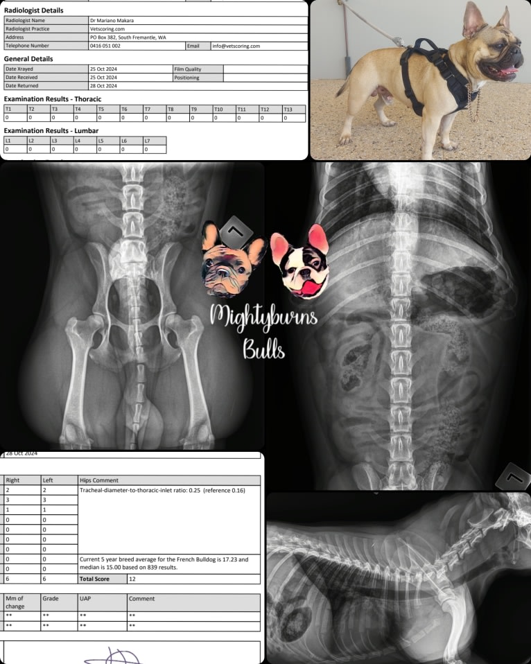 Sirius, a French Bulldog tested with EmbarkVet.com