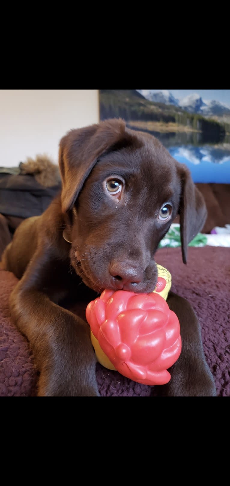 Zephyr, a Labrador Retriever tested with EmbarkVet.com