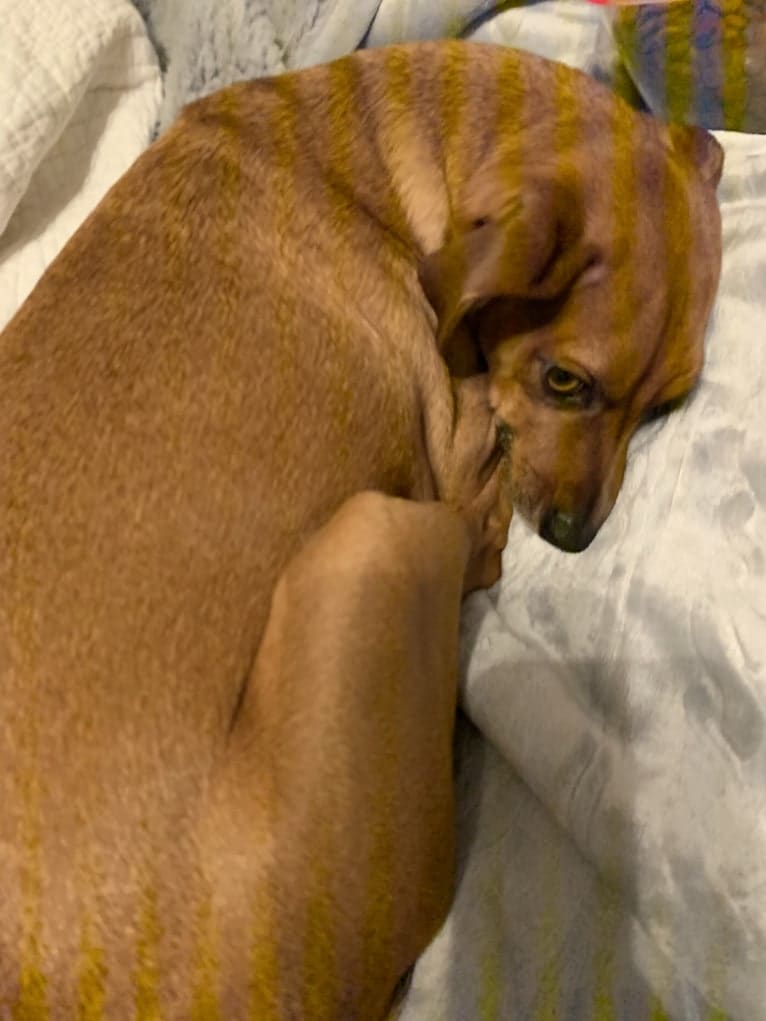 Preston, a Miniature Pinscher and Dachshund mix tested with EmbarkVet.com