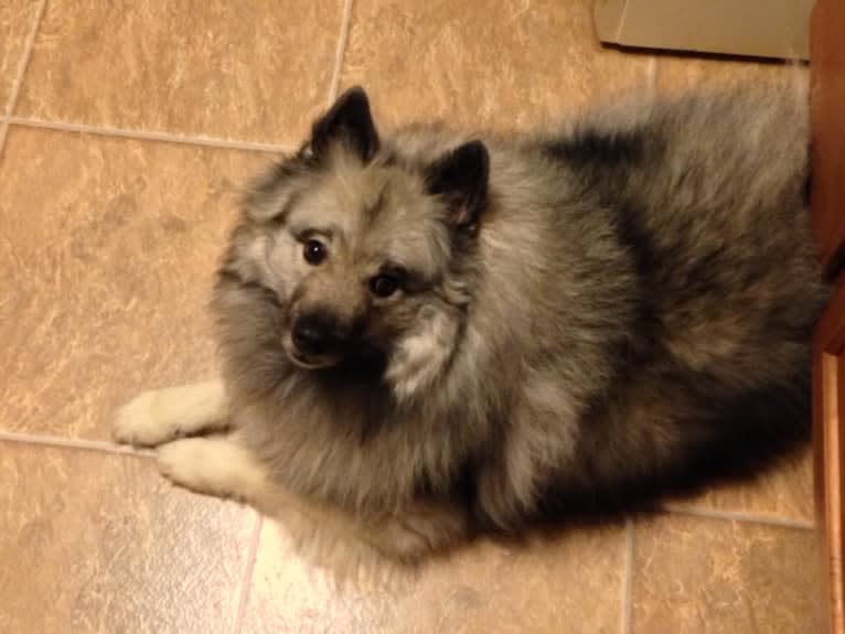 Cubby, a Keeshond tested with EmbarkVet.com