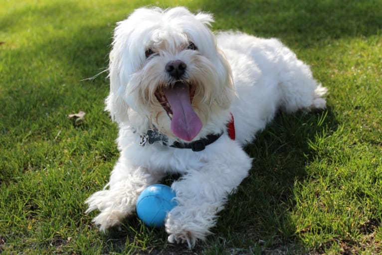 Toby, a Maltese and Shih Tzu mix tested with EmbarkVet.com