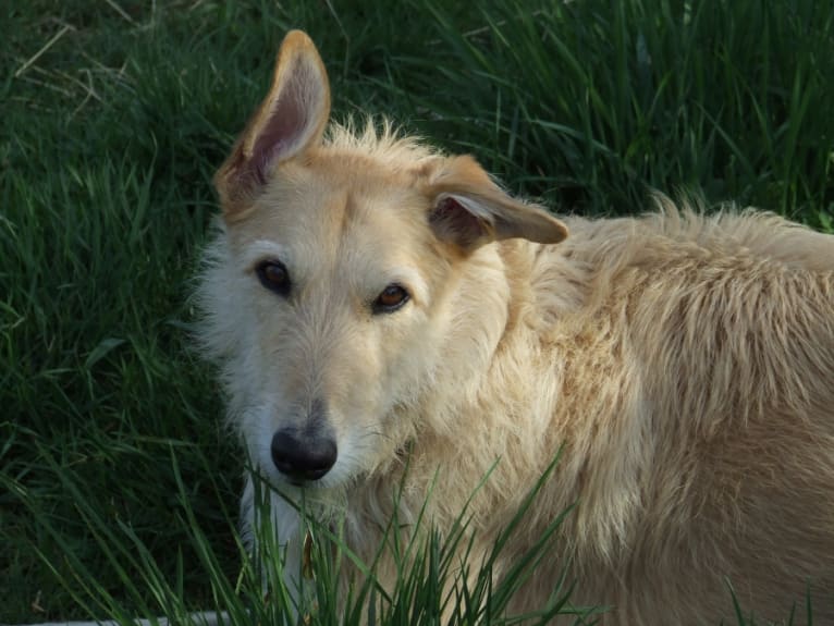 Lucy, a Greyhound and Scottish Deerhound mix tested with EmbarkVet.com