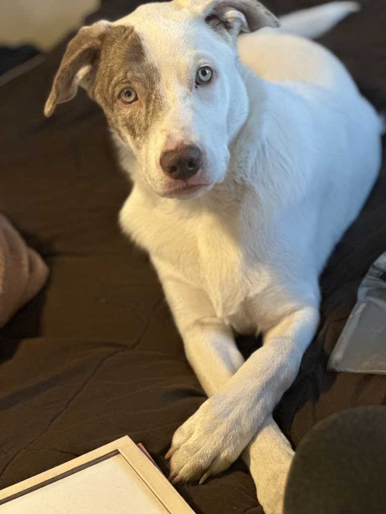 Mance, an American Pit Bull Terrier and German Shepherd Dog mix tested with EmbarkVet.com