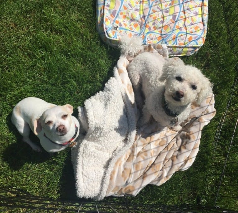 Ollie Popcorns, a Bichon Frise tested with EmbarkVet.com