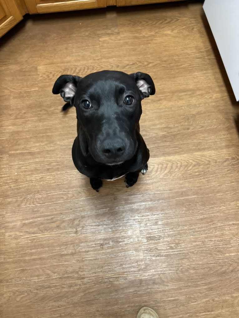 Poppy Seed, an American Pit Bull Terrier and American Staffordshire Terrier mix tested with EmbarkVet.com