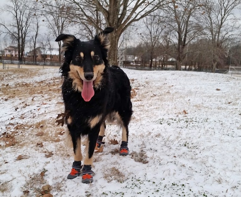 Maple, an English Shepherd tested with EmbarkVet.com