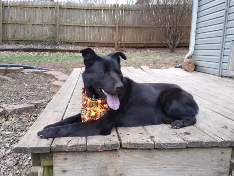 Kodi, an Australian Cattle Dog and Chow Chow mix tested with EmbarkVet.com