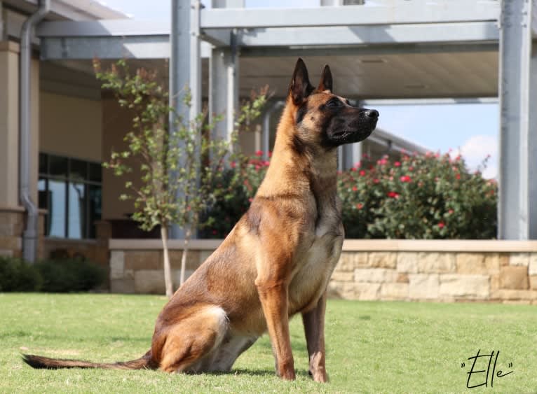 Elle, a Belgian Shepherd tested with EmbarkVet.com