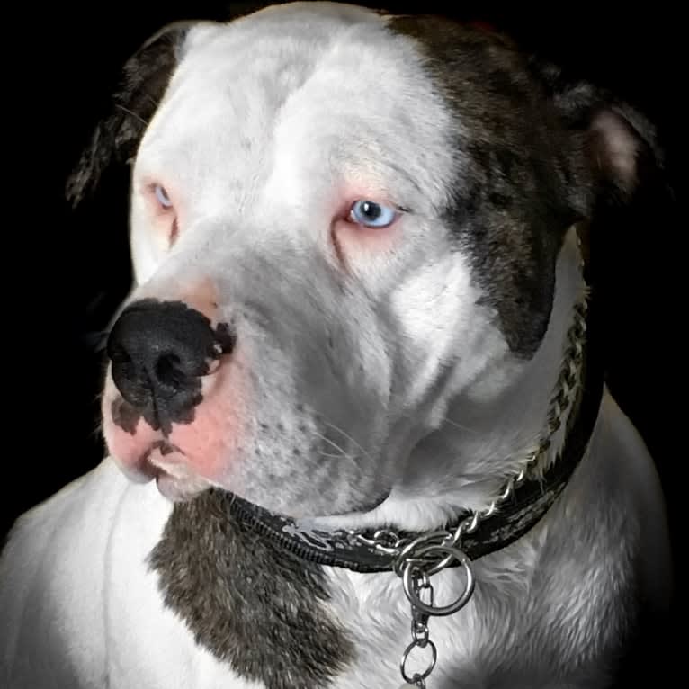 Biscuit, an Alapaha Blue Blood Bulldog tested with EmbarkVet.com