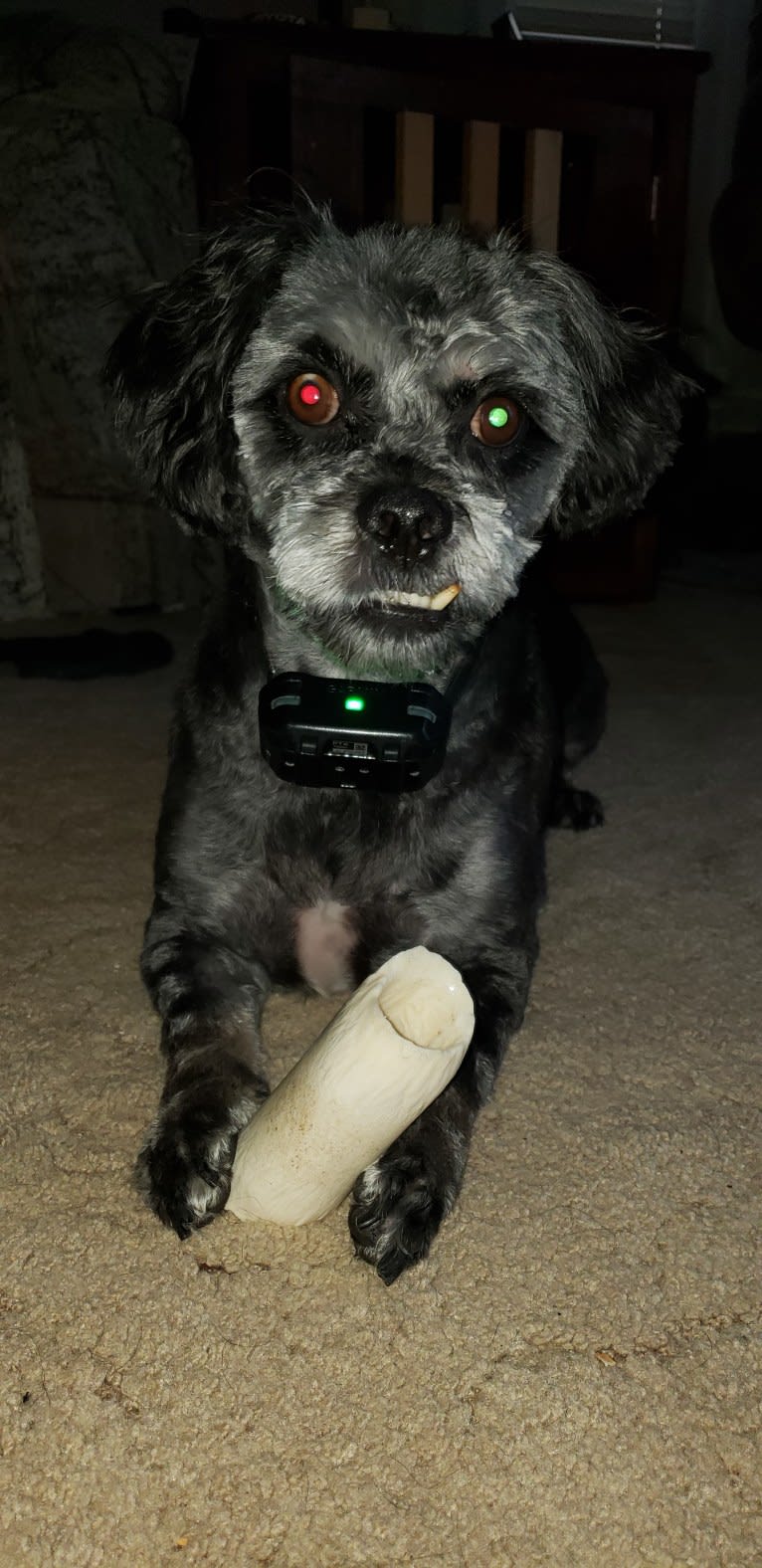 Ajax, a Pug and Cocker Spaniel mix tested with EmbarkVet.com