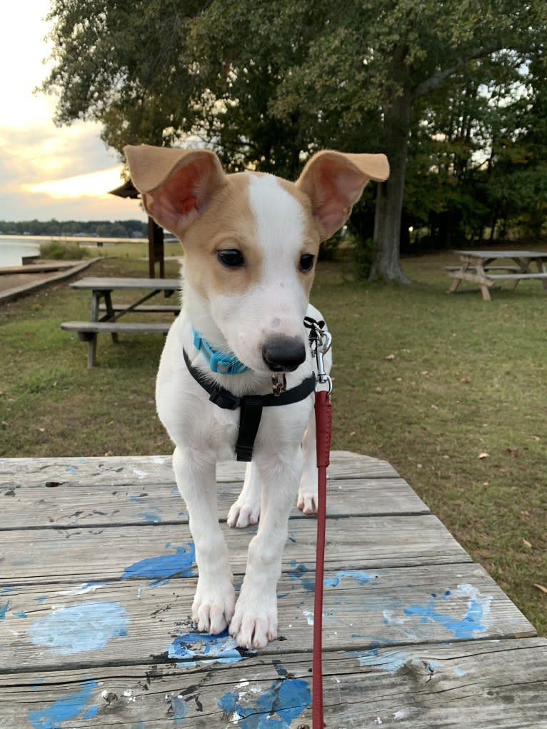 Banbury Cross Berlin, a Carolina Dog tested with EmbarkVet.com