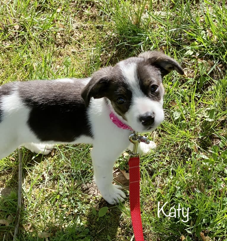 Katy, an Australian Cattle Dog and American Pit Bull Terrier mix tested with EmbarkVet.com