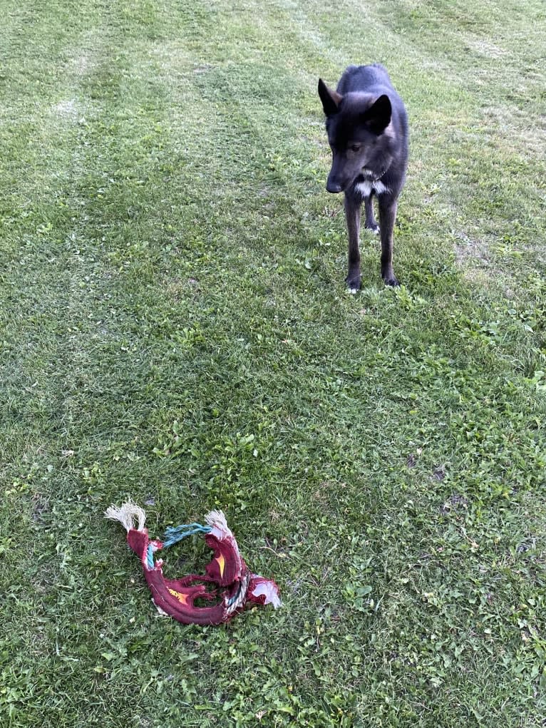 Bo, an Alaskan-type Husky tested with EmbarkVet.com