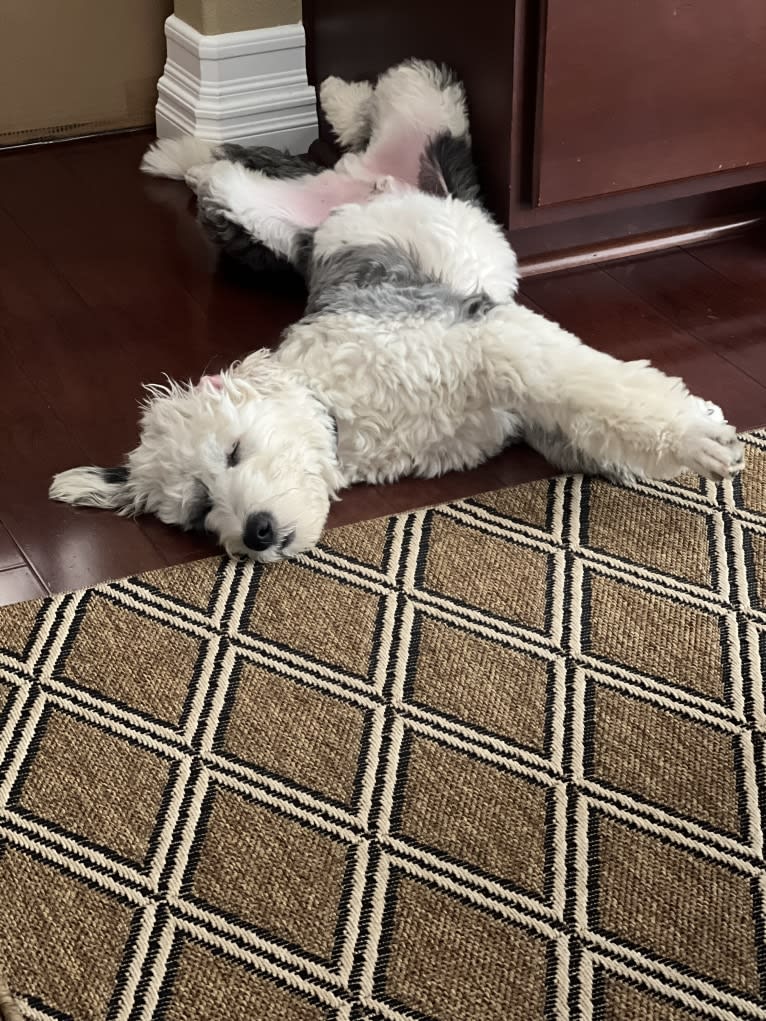 Harley, an Old English Sheepdog tested with EmbarkVet.com