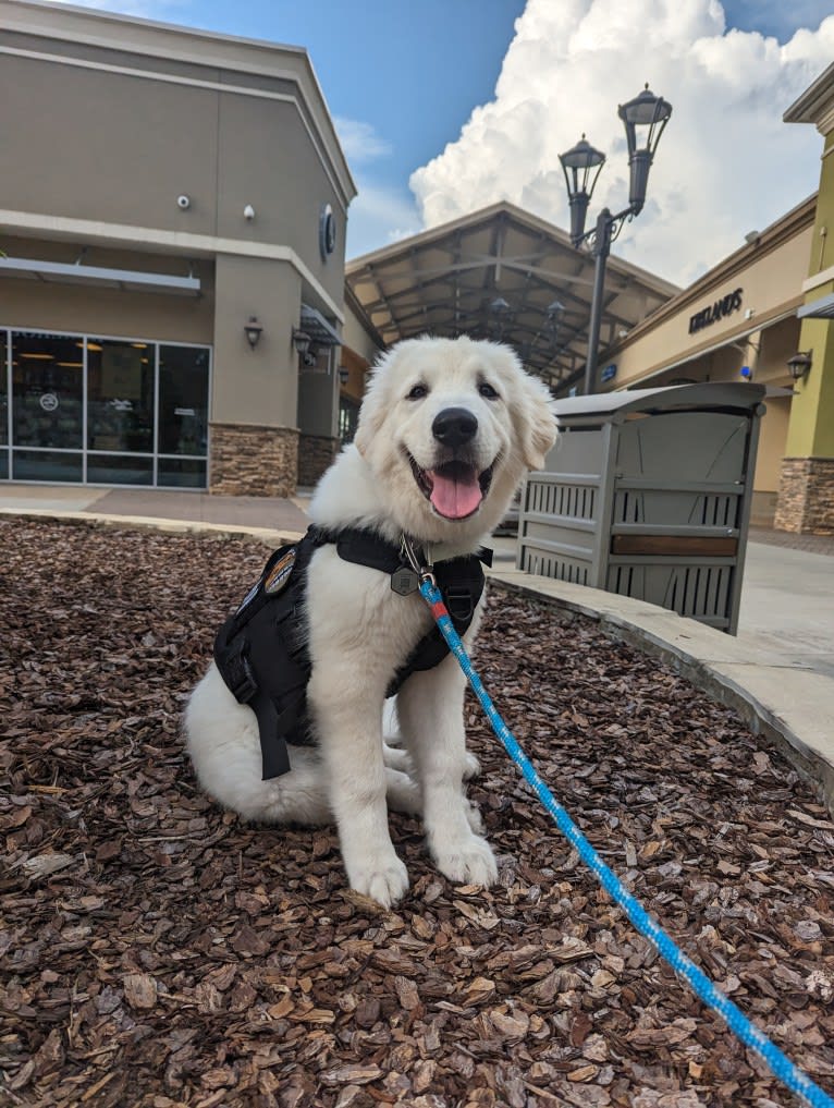 Valiant, a Great Pyrenees tested with EmbarkVet.com
