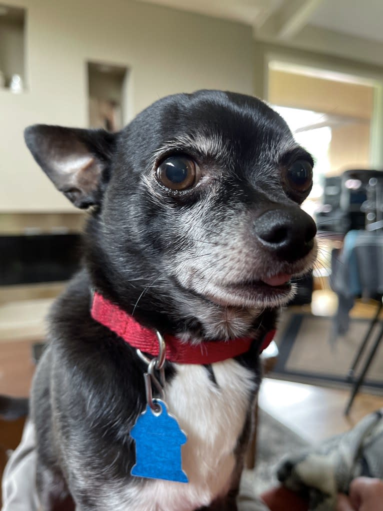 Tango, a Chihuahua tested with EmbarkVet.com