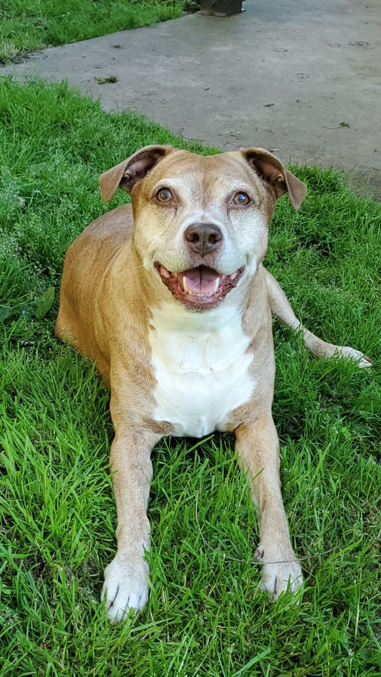 Buttercup, an American Pit Bull Terrier and Labrador Retriever mix tested with EmbarkVet.com