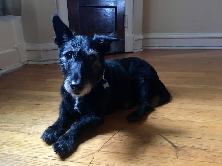 Scotch, a Scottish Terrier and Russell-type Terrier mix tested with EmbarkVet.com