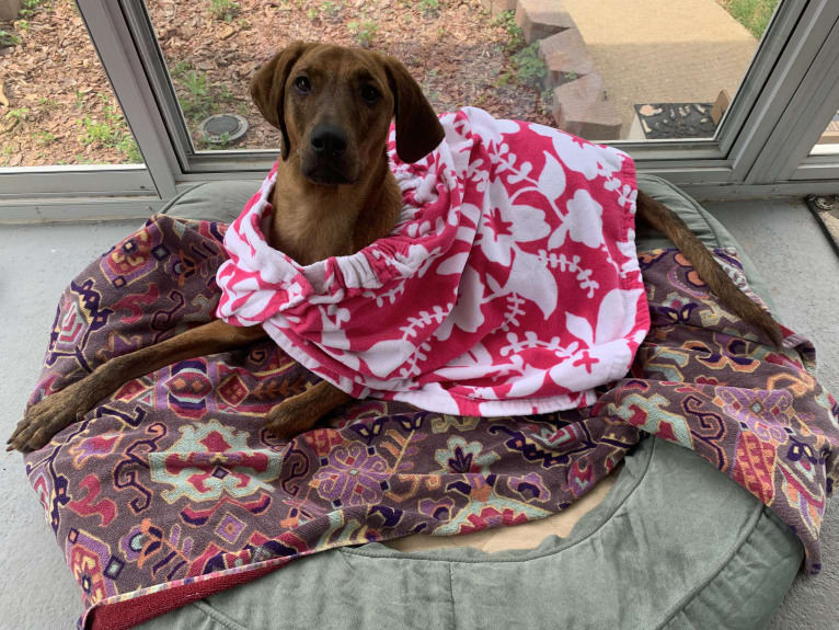 Julie, a Redbone Coonhound and Plott mix tested with EmbarkVet.com