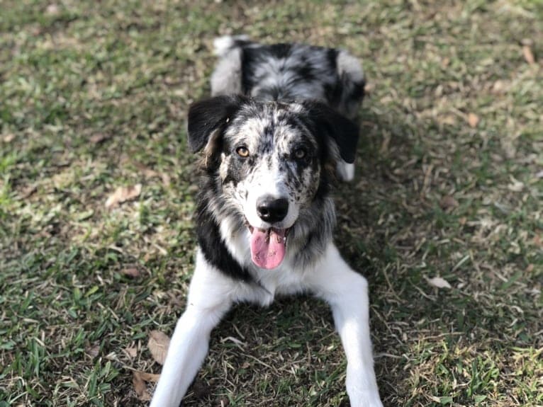 Zuzu, a Border Collie tested with EmbarkVet.com