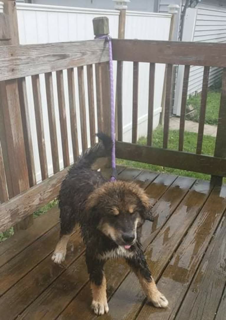 Athena, an Alaskan Malamute and Bernese Mountain Dog mix tested with EmbarkVet.com