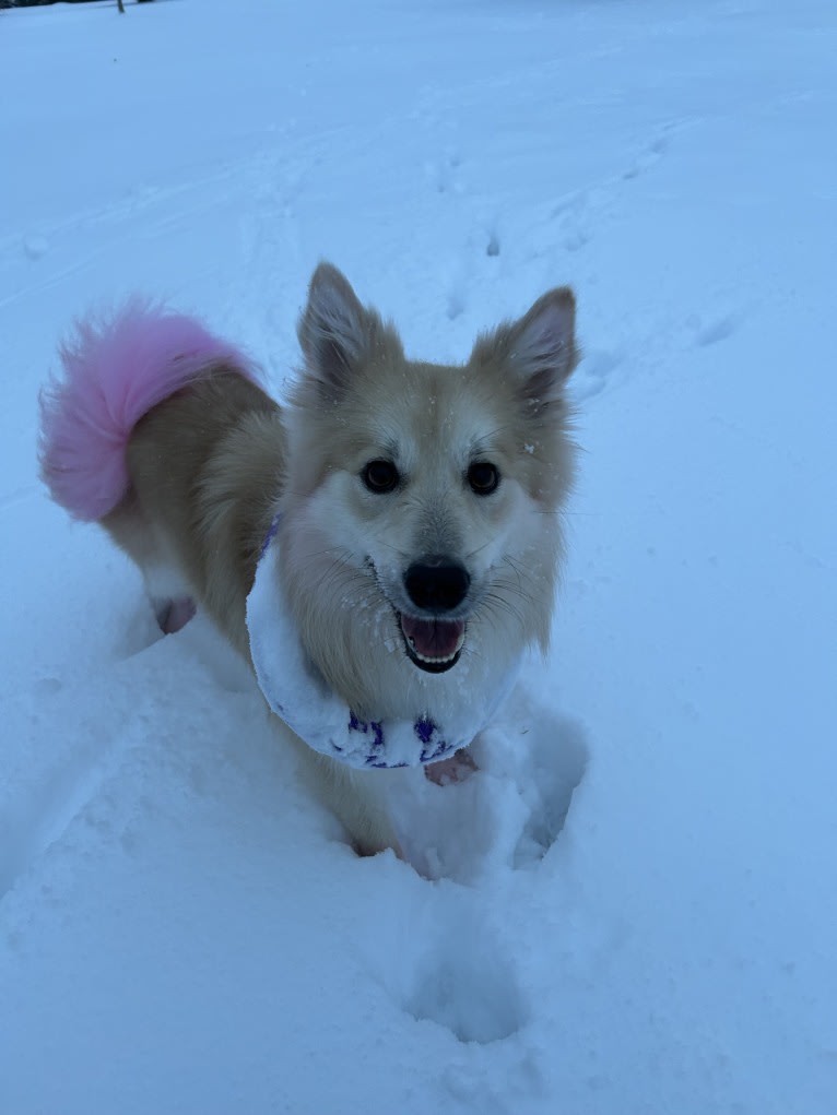 “Oyster” Valhalla’s House of the Rising Sun, an Icelandic Sheepdog tested with EmbarkVet.com
