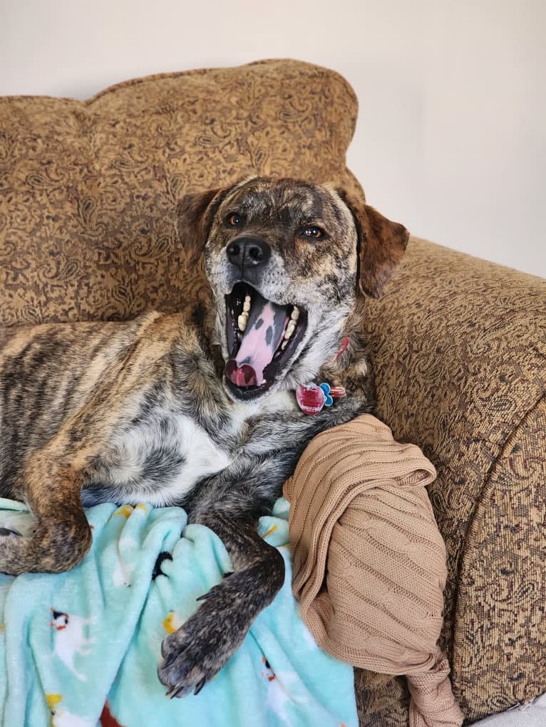 Brindley, a Great Pyrenees and Catahoula Leopard Dog mix tested with EmbarkVet.com