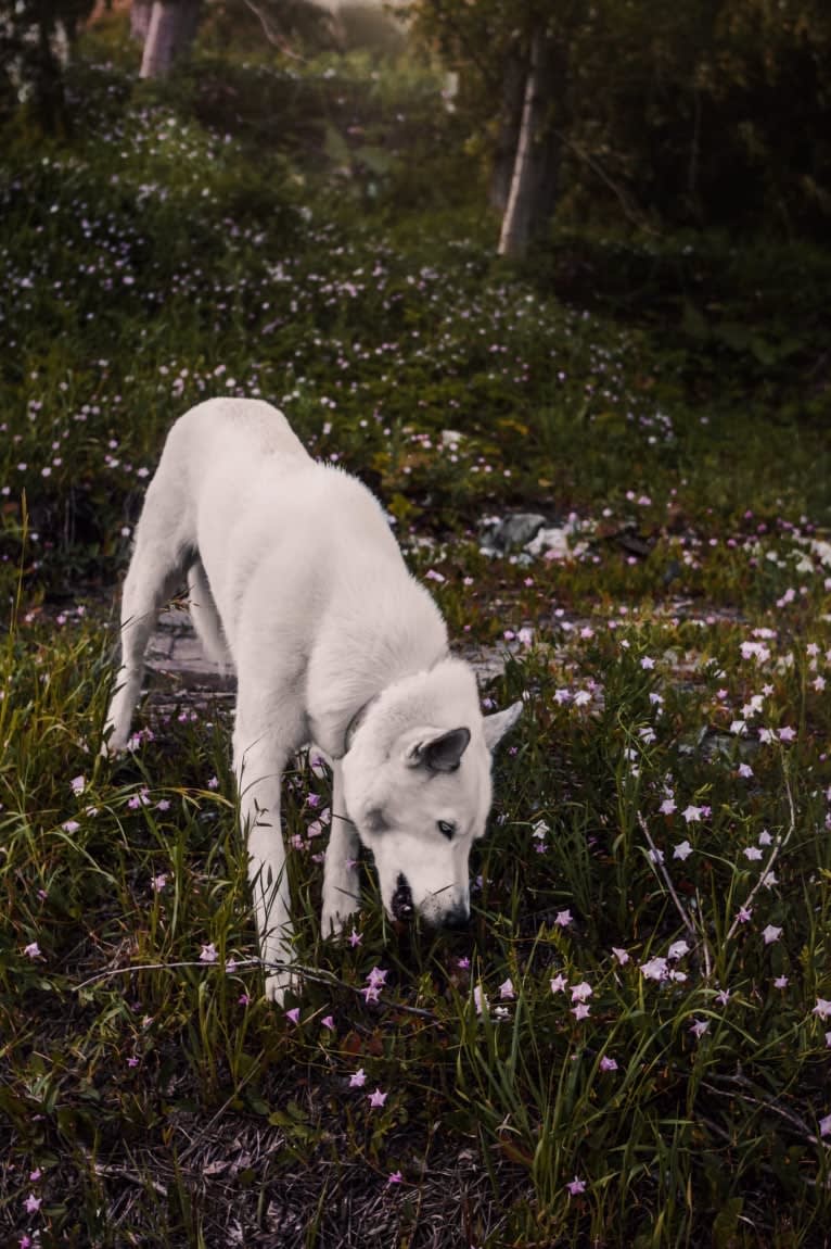 DEMON, a Gerberian Shepsky (5.0% unresolved) tested with EmbarkVet.com