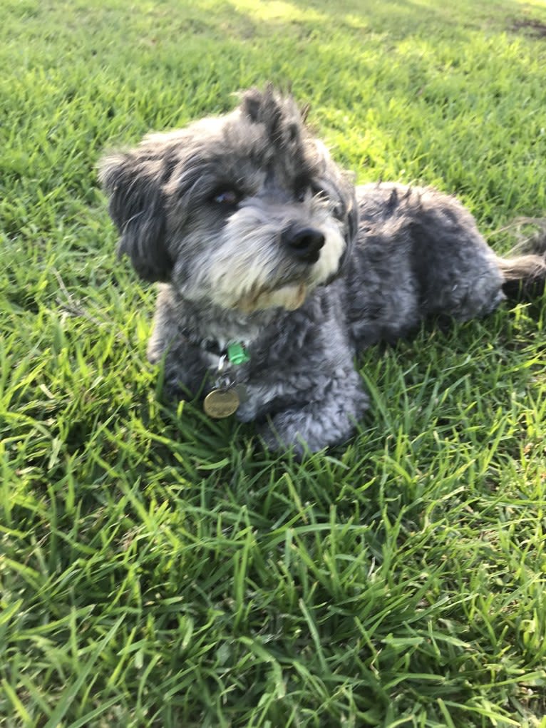 Gordie, a Shih Tzu and Maltese mix tested with EmbarkVet.com