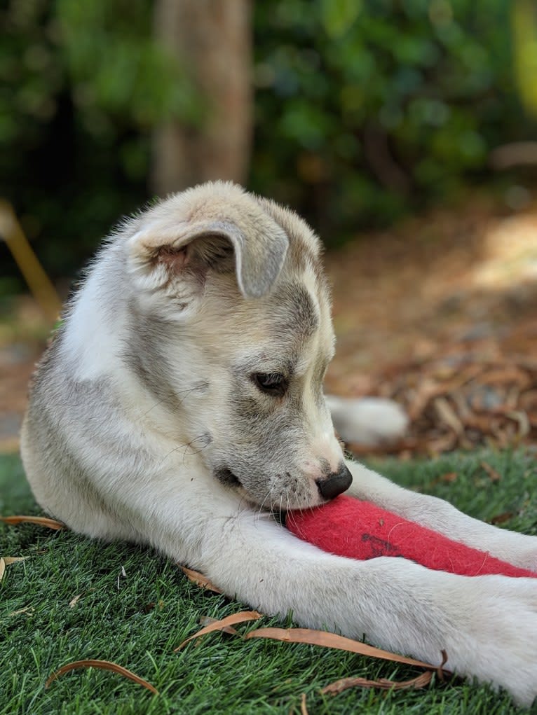 Juno, a Labrador Retriever and Siberian Husky mix tested with EmbarkVet.com