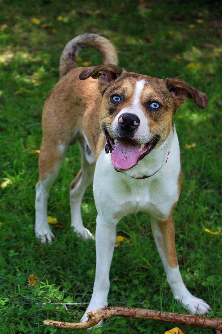 Thor, a Boston Terrier and Siberian Husky mix tested with EmbarkVet.com